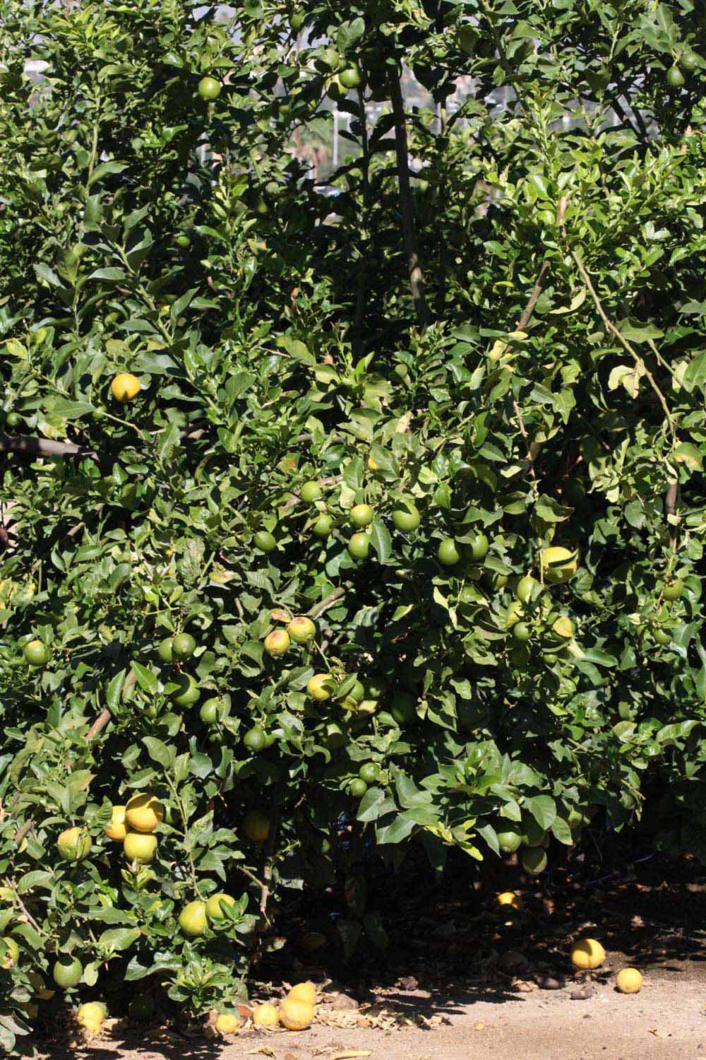              Habit (Riverside, CA)       
